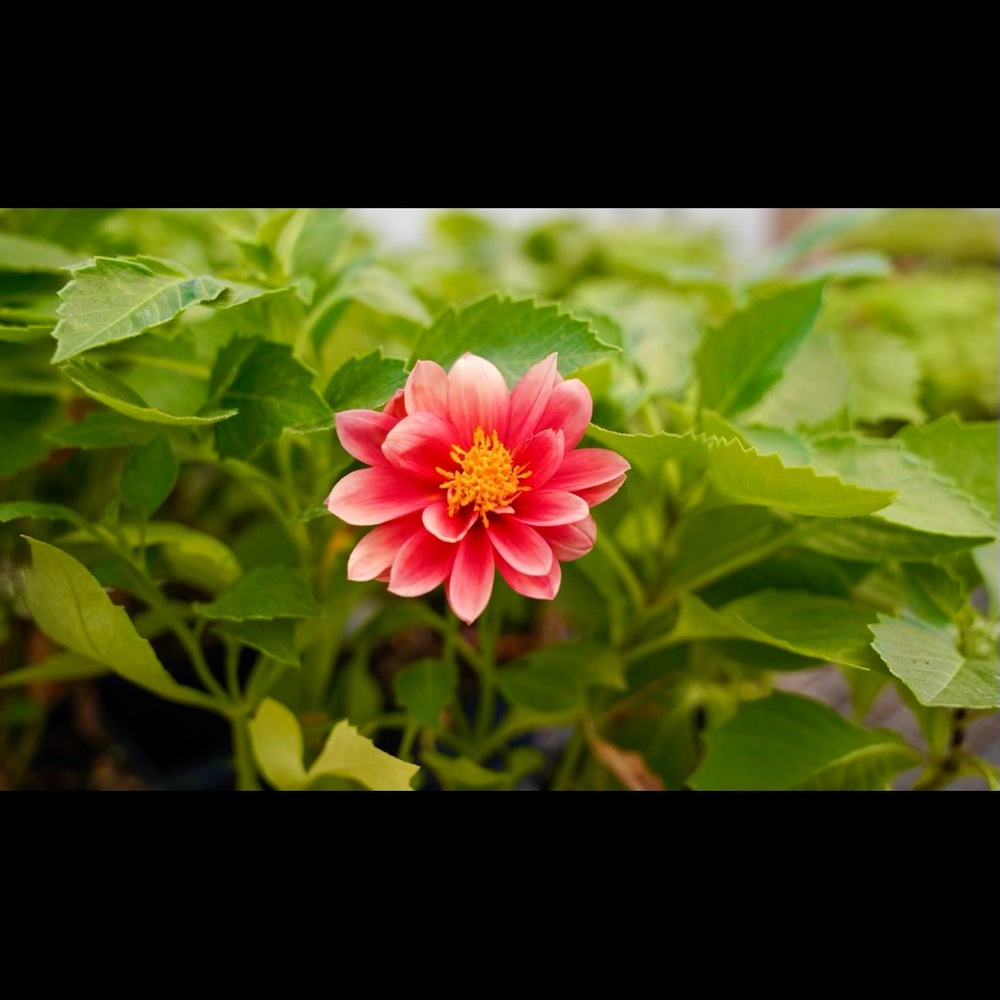 Meet your Posher, Carissa